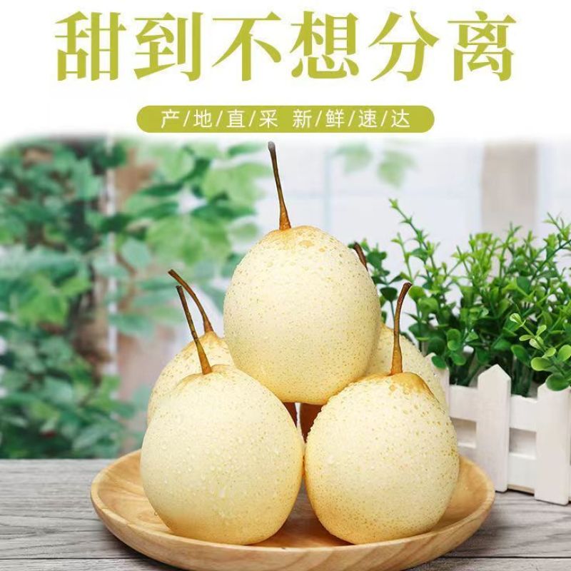 【热卖】正宗河北套袋水晶梨！自家果园种植欢迎前来咨询订购