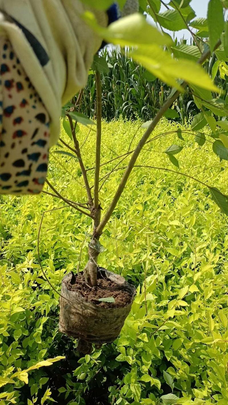 【牛商推荐】金叶榆河北，产地直供货源充足，全国发货