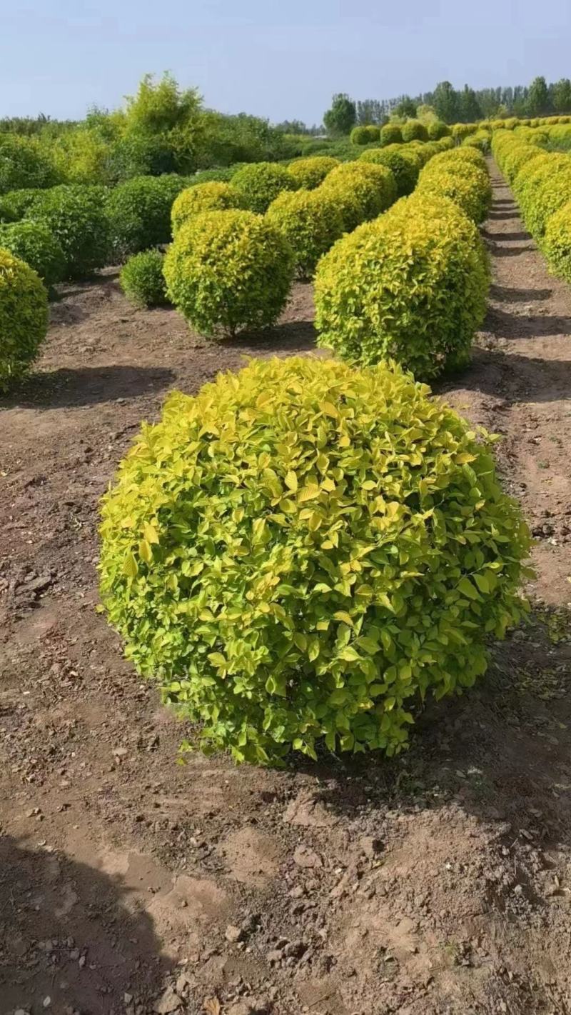 【牛商推荐】金叶榆河北，产地直供货源充足，全国发货