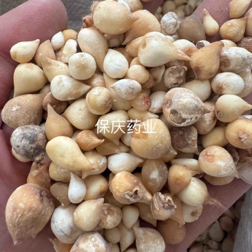 光慈姑山慈菇光慈菇白茨菇毛慈菇光茨菇冰球子