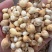 光慈姑山慈菇光慈菇白茨菇毛慈菇光茨菇冰球子