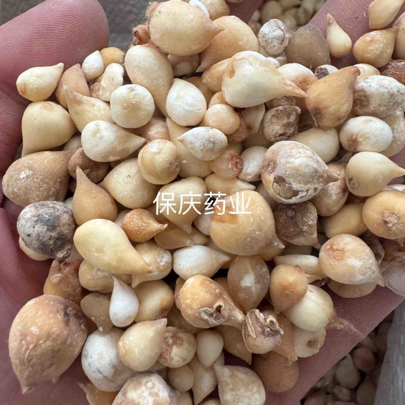 光慈姑山慈菇光慈菇白茨菇毛慈菇光茨菇冰球子