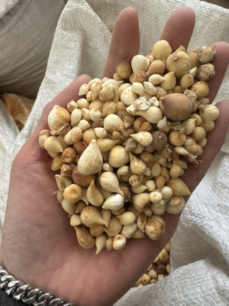 光慈姑山慈菇光慈菇白茨菇毛慈菇光茨菇冰球子
