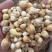 光慈姑山慈菇光慈菇白茨菇毛慈菇光茨菇冰球子