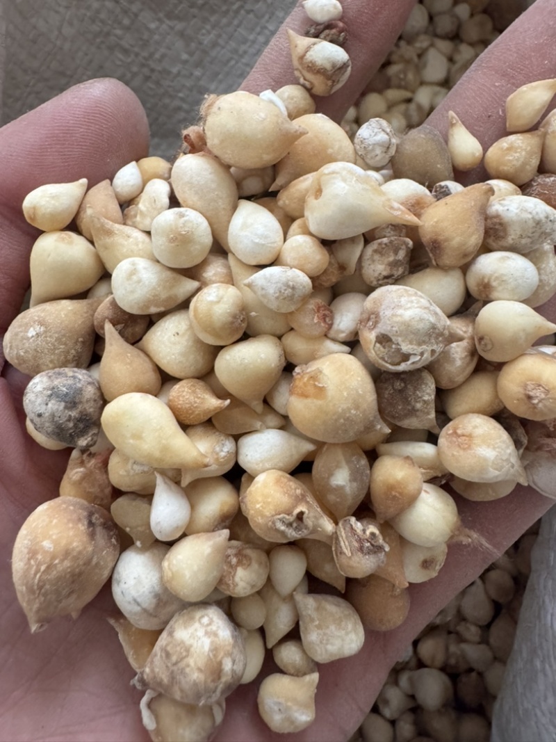 光慈姑山慈菇光慈菇白茨菇毛慈菇光茨菇冰球子