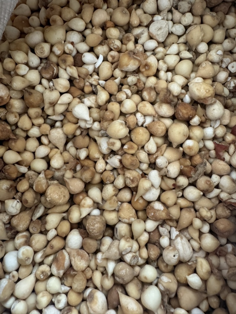 光慈姑山慈菇光慈菇白茨菇毛慈菇光茨菇冰球子