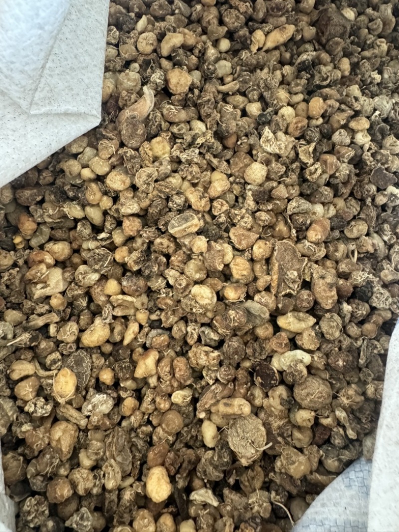 光慈姑山慈菇光慈菇白茨菇毛慈菇光茨菇冰球子