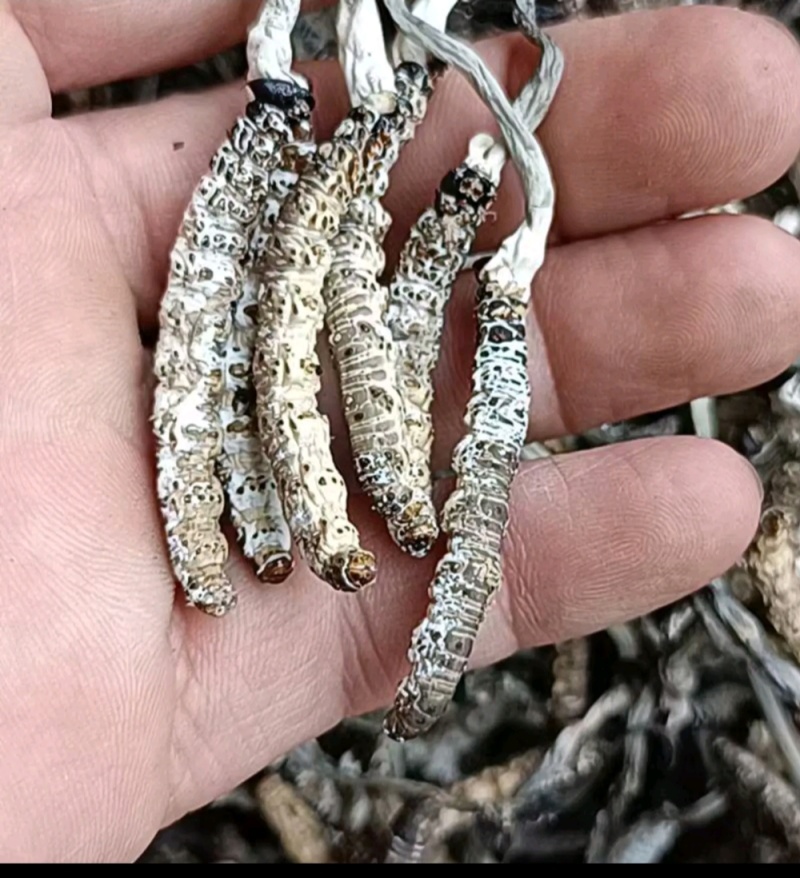 亚香棒虫草