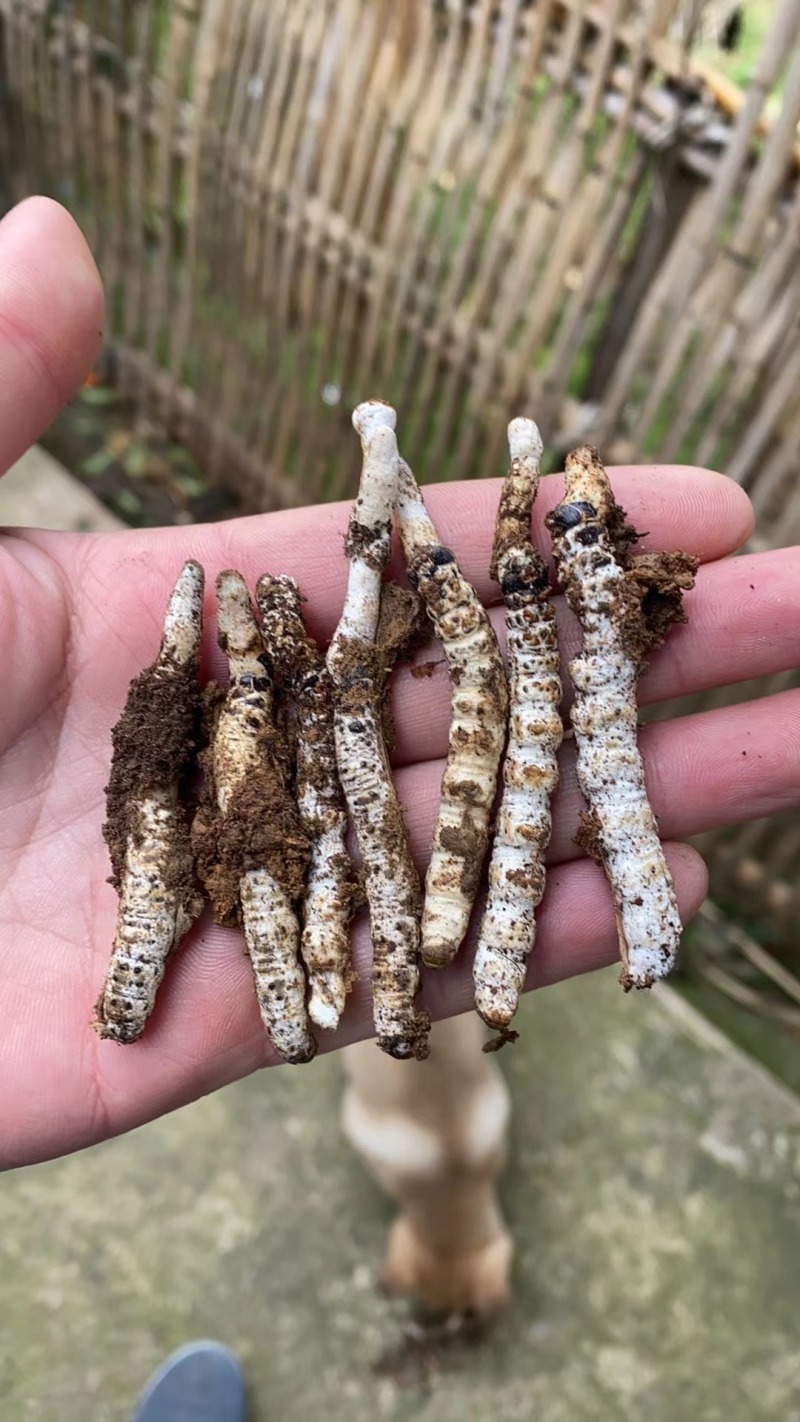 亚香棒虫草