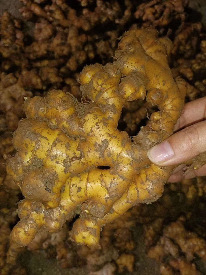 贵州小黄姜精品生姜供应全国市场商超来电洽谈