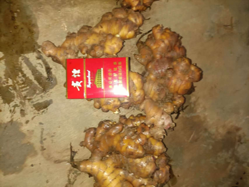 贵州小黄姜精品生姜供应全国市场商超来电洽谈