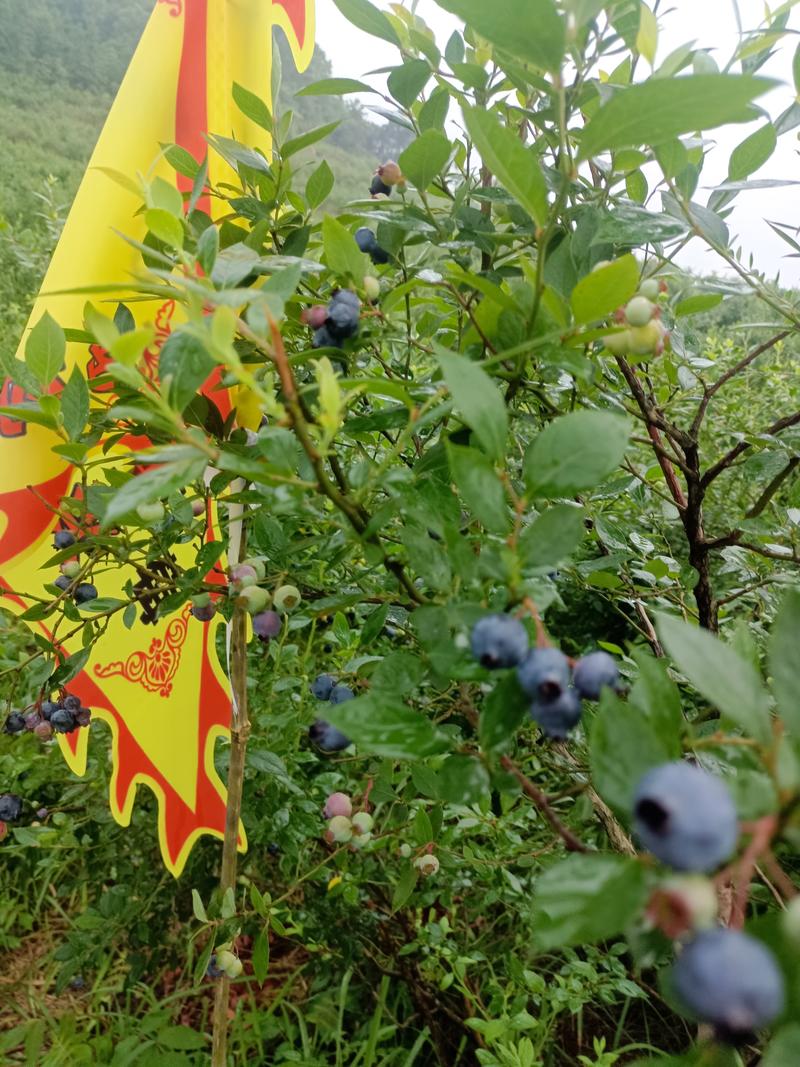 江西宜春蓝莓，五月份有二百亩