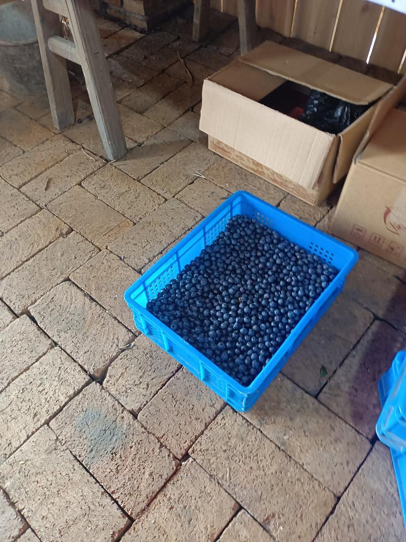 江西宜春蓝莓，五月份有二百亩
