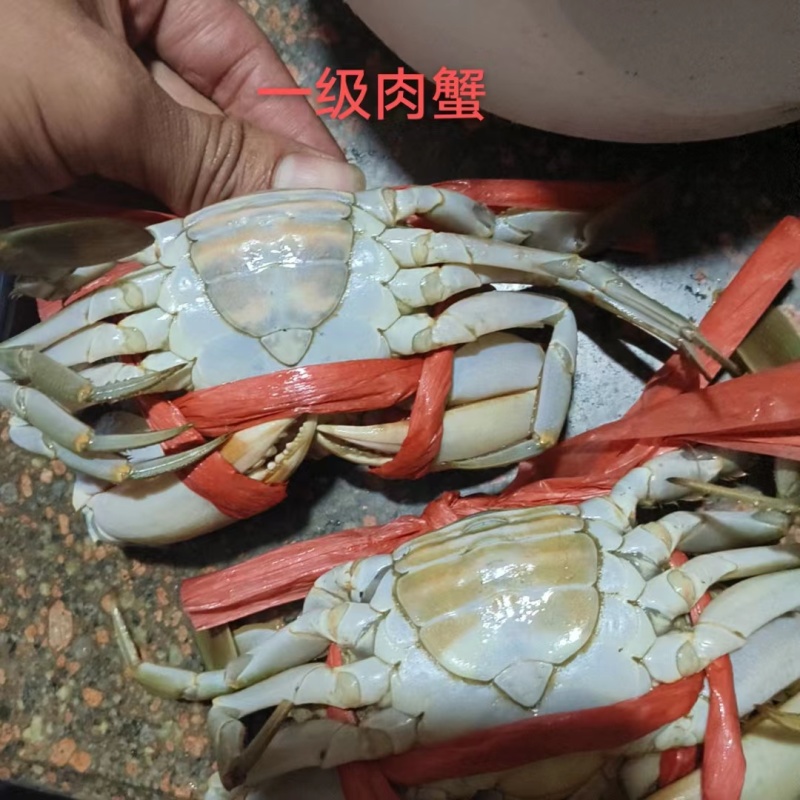 【死蟹包赔】福建锯缘青蟹满肉满膏大膏蟹自家养殖