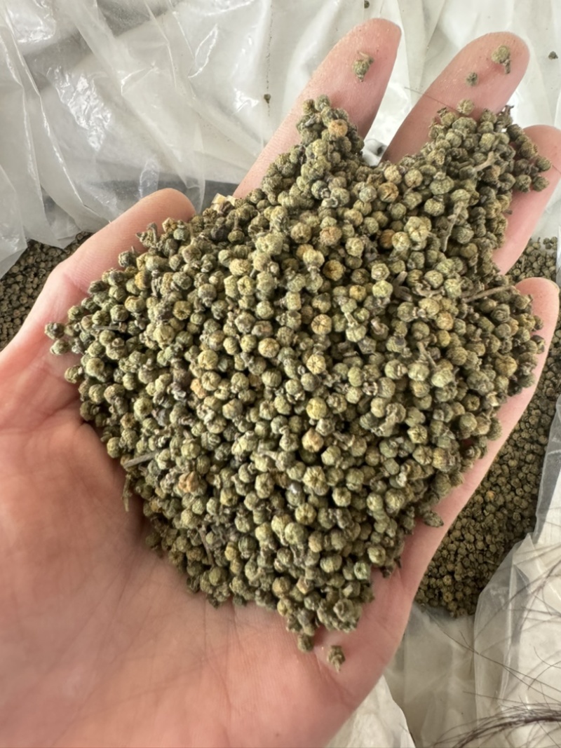 吴茱萸保庆药业批发吴茱萸实物拍摄发货如图小花吴茱萸