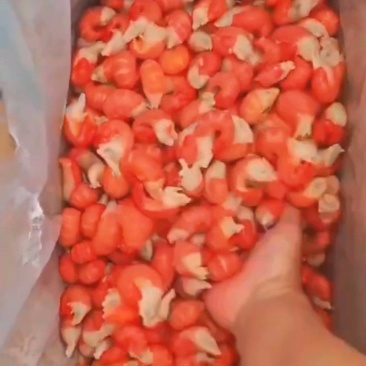 单冻龙虾虾尾