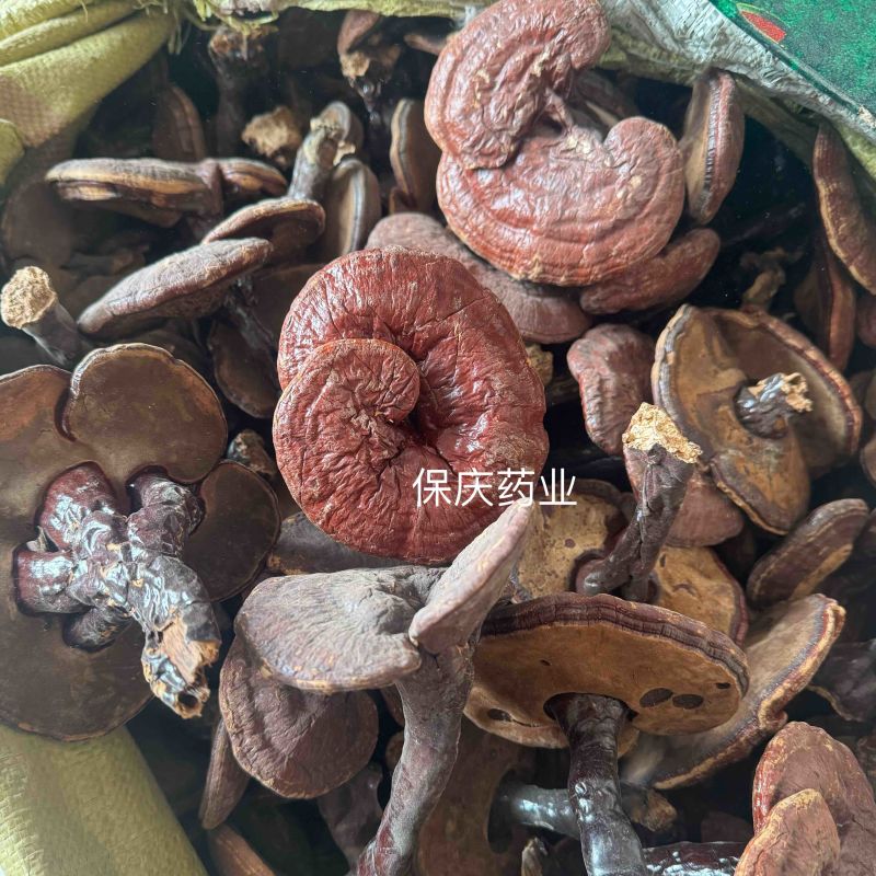灵芝个整颗灵芝实物拍灵芝个子保庆药业另有灵芝片