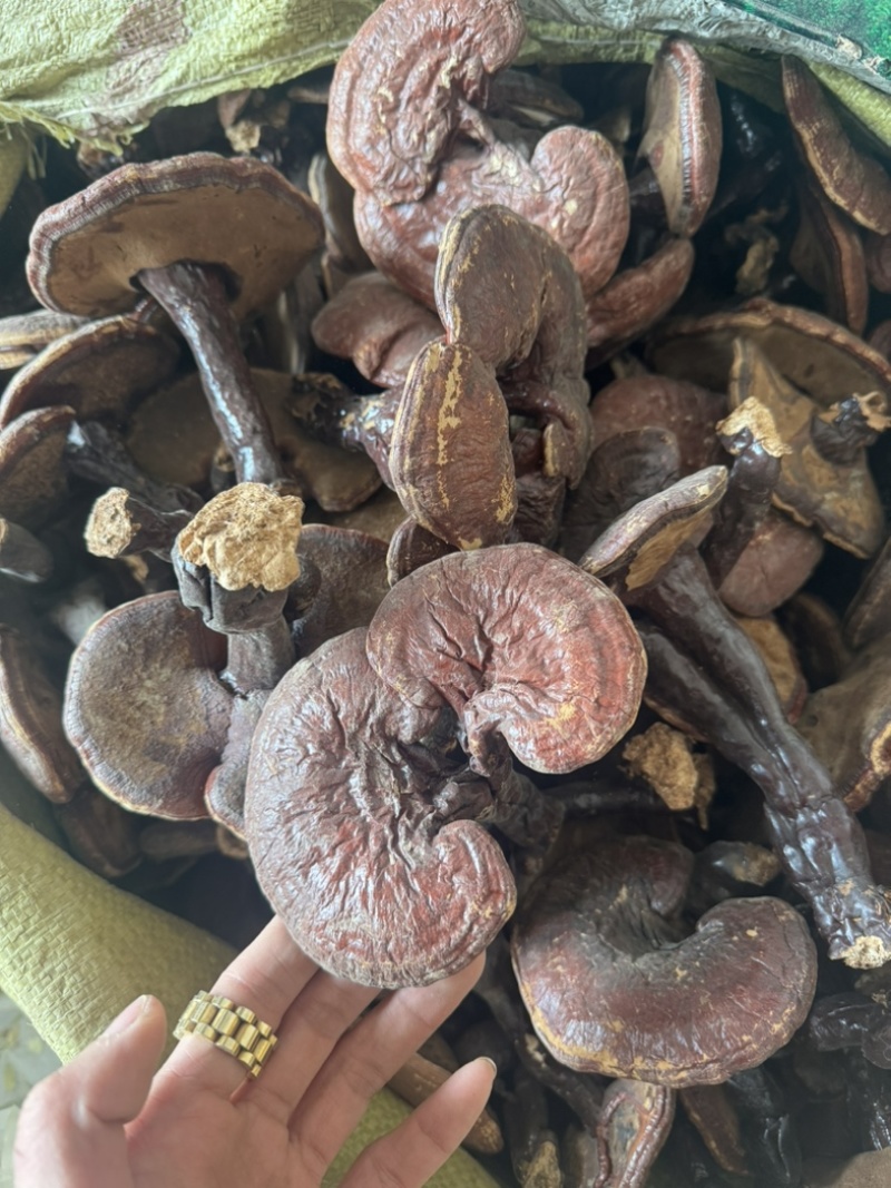 灵芝个整颗灵芝实物拍灵芝个子保庆药业另有灵芝片