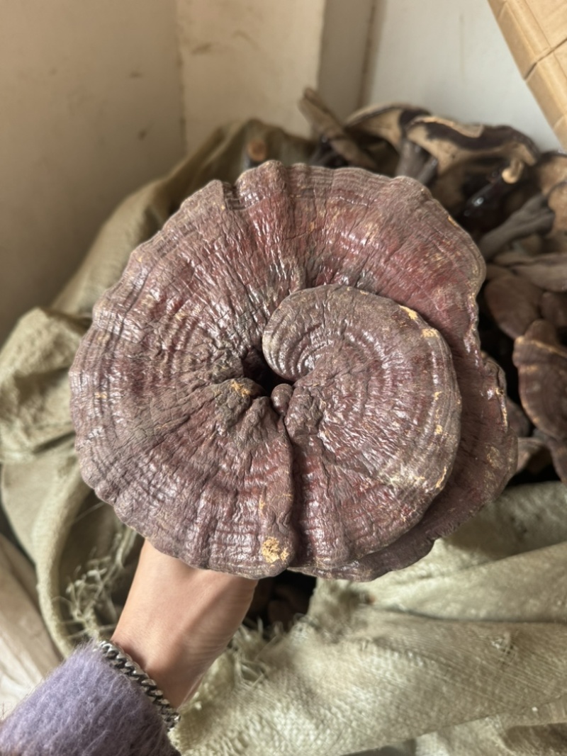 灵芝个整颗灵芝实物拍灵芝个子保庆药业另有灵芝片