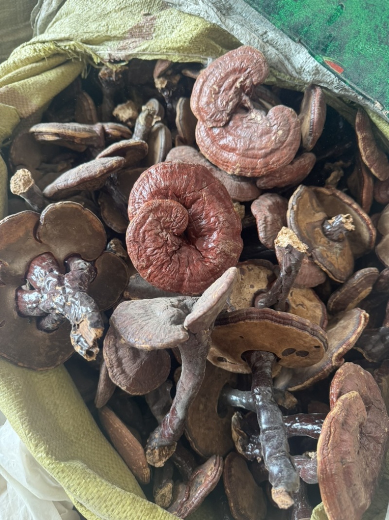 灵芝个整颗灵芝实物拍灵芝个子保庆药业另有灵芝片