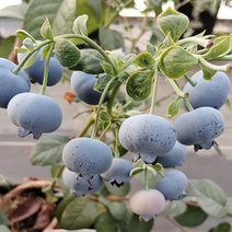 精品蓝莓