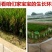 青蛙蝌蚪苗出售黑斑蛙卵块小青蛙幼蛙大青蛙养殖基地直销