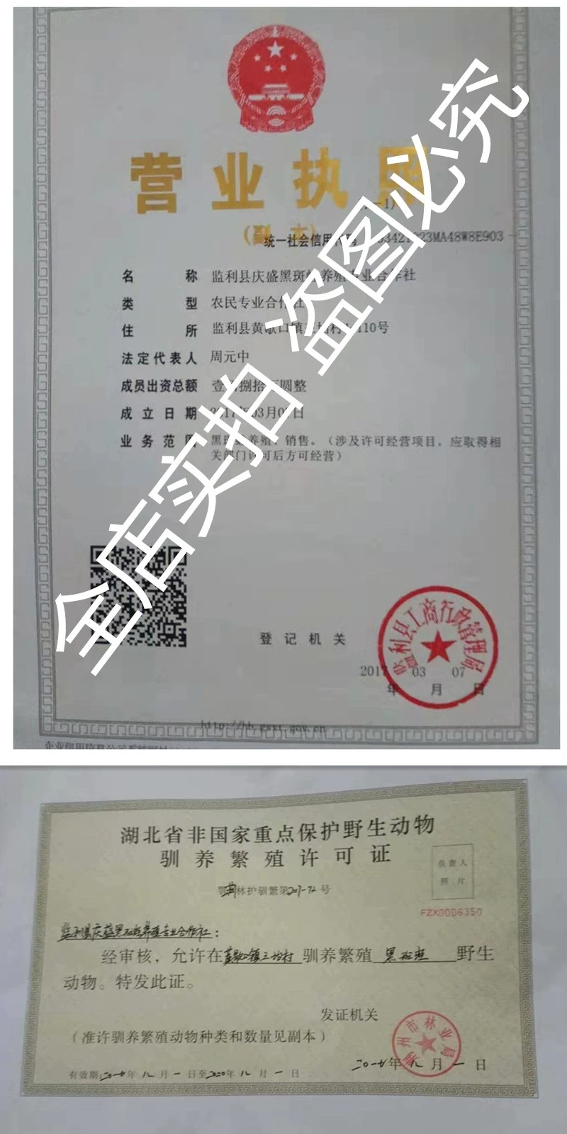 青蛙蝌蚪苗出售黑斑蛙卵块小青蛙幼蛙大青蛙养殖基地直销