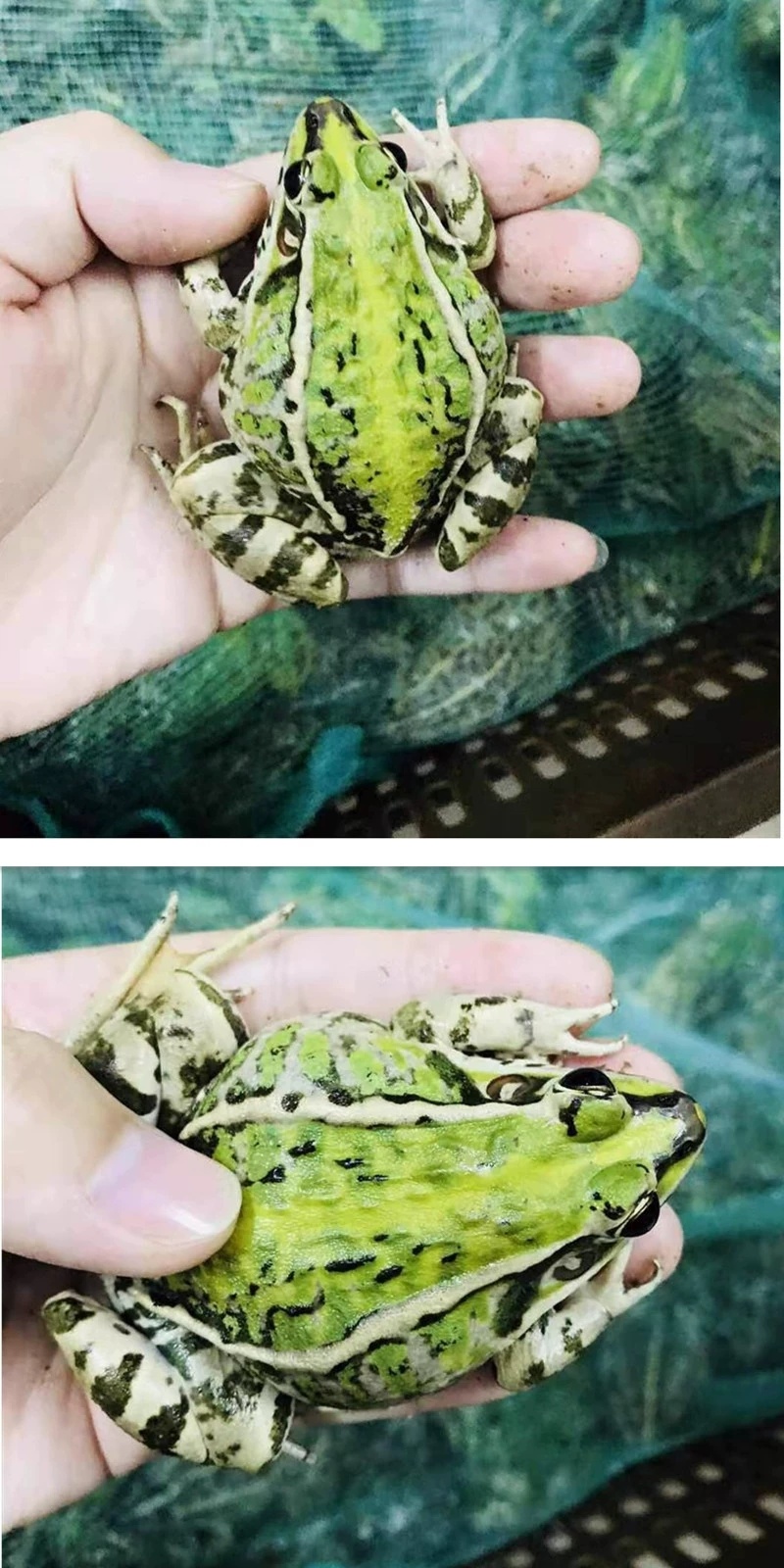 青蛙蝌蚪苗出售黑斑蛙卵块小青蛙幼蛙大青蛙养殖基地直销