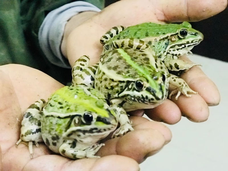 青蛙蝌蚪苗出售黑斑蛙卵块小青蛙幼蛙大青蛙养殖基地直销