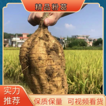 【实力推荐】广西精品小粉葛产地一手货源质量保证