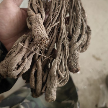 无硫当归个子当归身地道药材专注品质产地直销