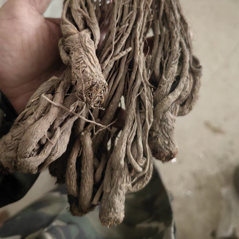 无硫当归个子当归身地道药材专注品质产地直销