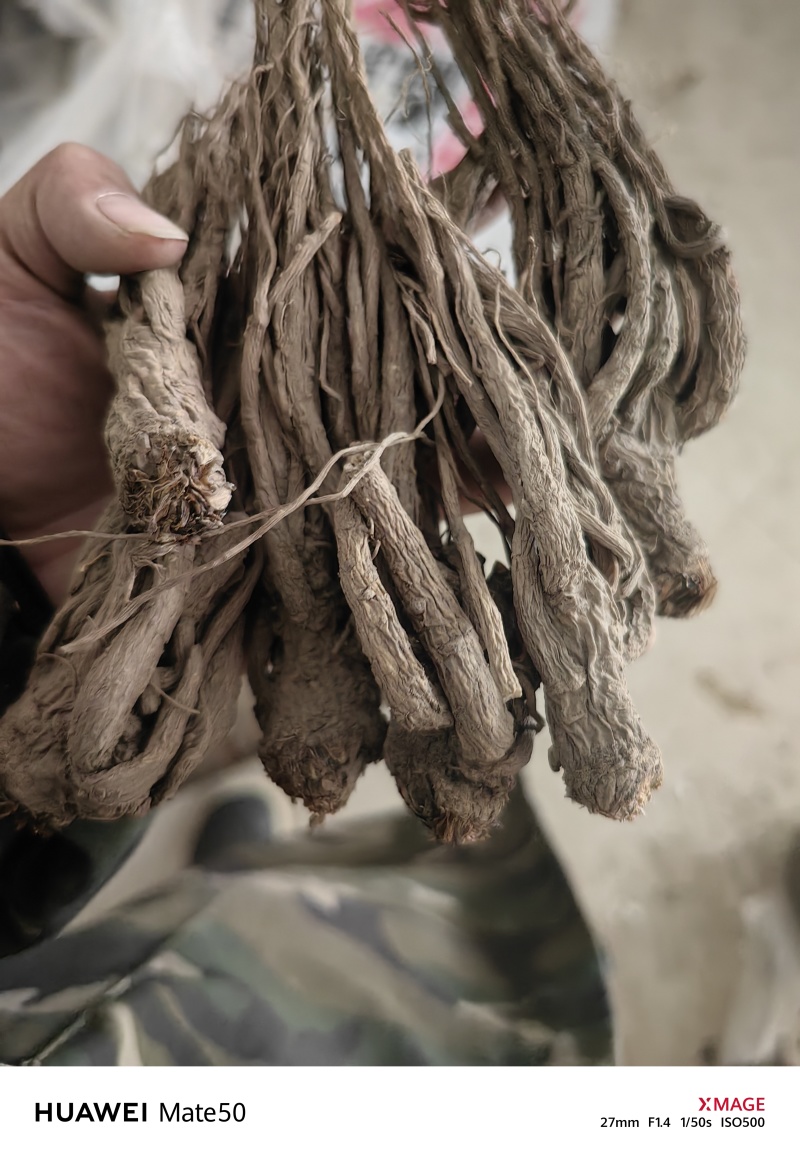无硫当归个子当归身地道药材专注品质产地直销