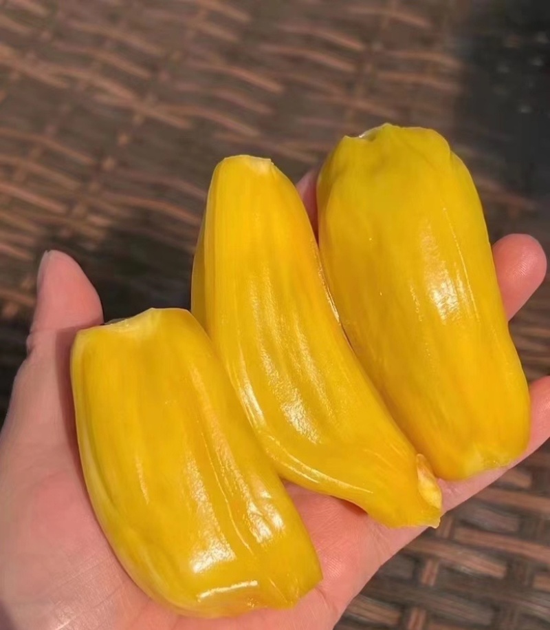 海南菠萝蜜嘎嘣脆喜欢的老板看过来