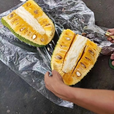 海南菠萝蜜嘎嘣脆喜欢的老板看过来