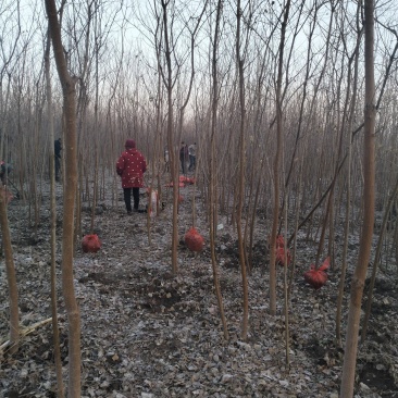 湖北乌桕地苗欢迎咨询，实地考察，洽谈合作，本人从业多年