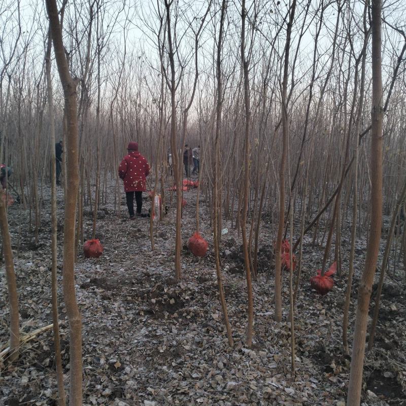 湖北乌桕地苗欢迎咨询，实地考察，洽谈合作，本人从业多年
