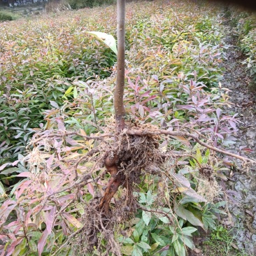 木荷苗，产地直发，支持视频看货，货源充足