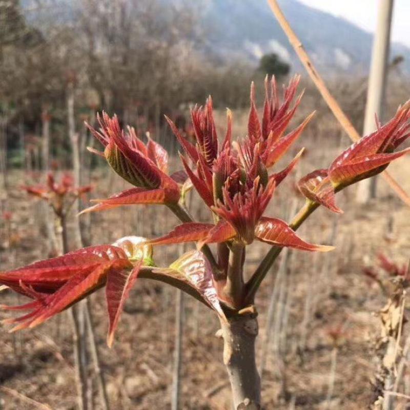 2024年头茬香椿芽新鲜大棚红油春菜露天头茬野生蔬菜批发