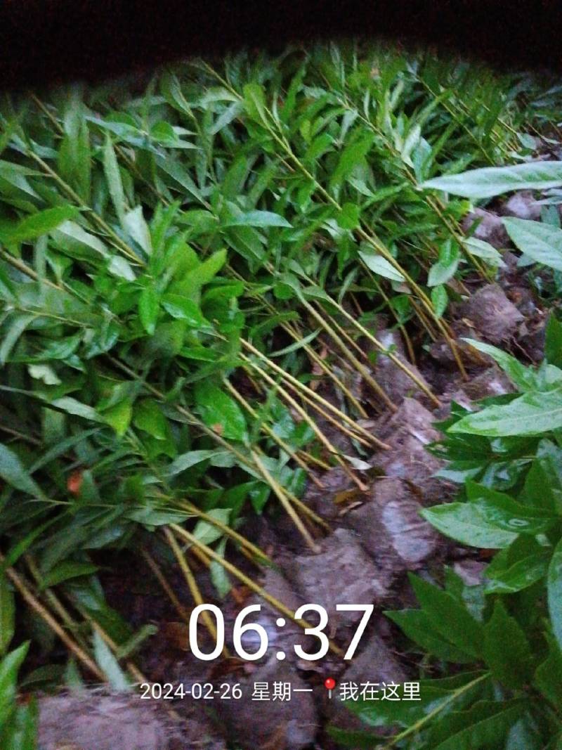 木荷苗，产地直发，支持视频看货，货源充足