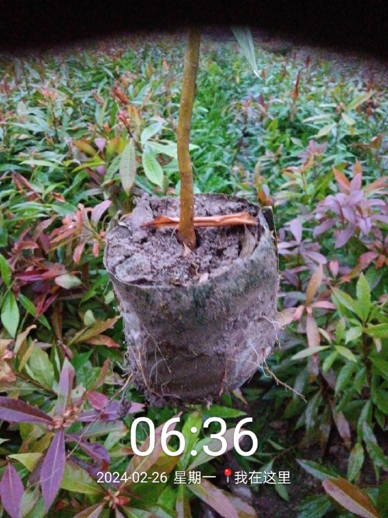 木荷苗，产地直发，支持视频看货，货源充足