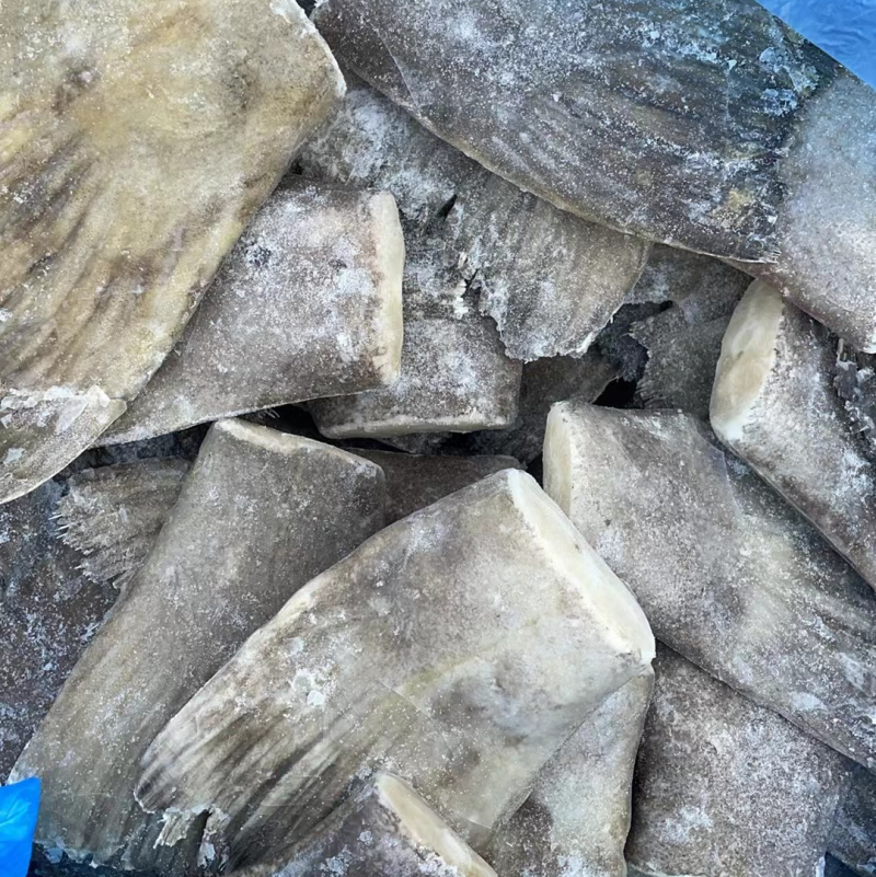 蝶鱼尾蝶鱼头烧烤食材碟鱼头碟鱼比目鱼头比目鱼尾