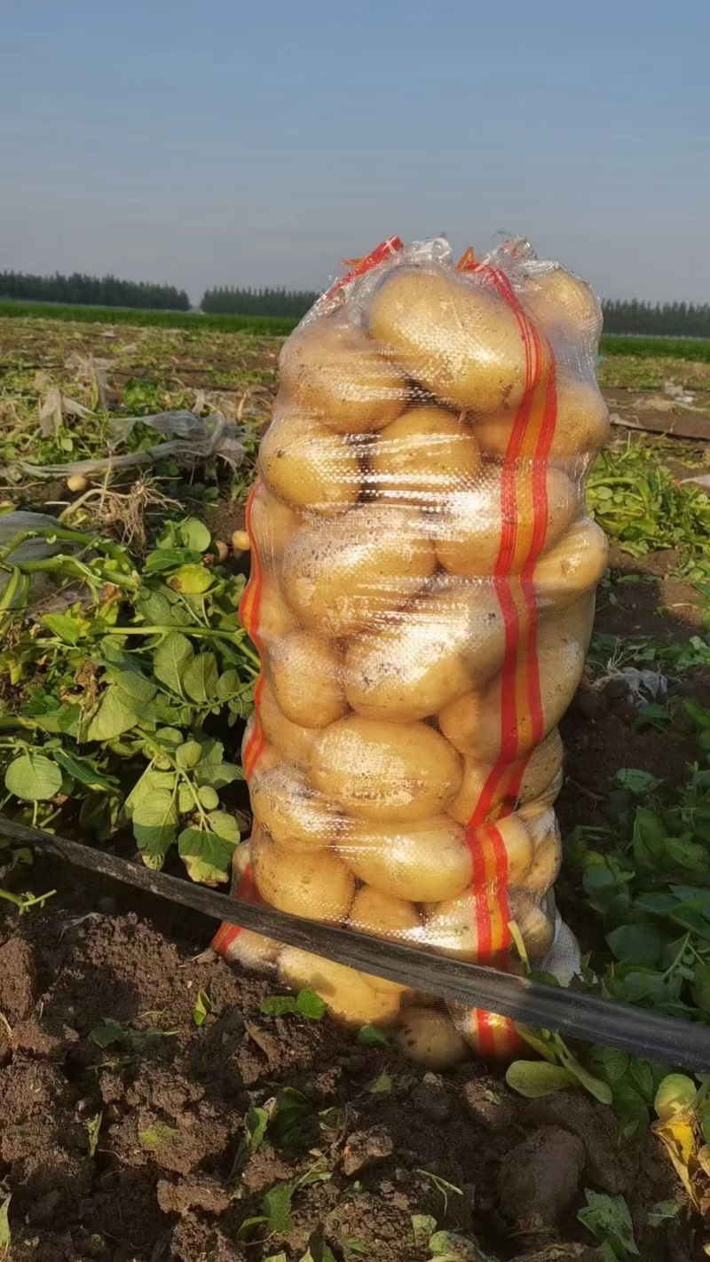 精品黄心土豆等各种品种，可视频看货商超品质欢迎咨询