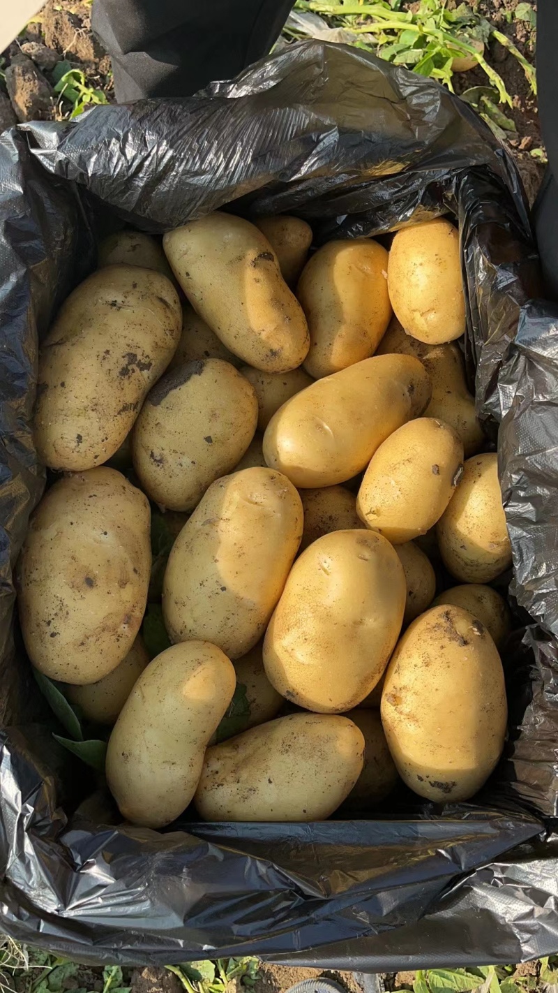 精品黄心土豆等各种品种，可视频看货商超品质欢迎咨询