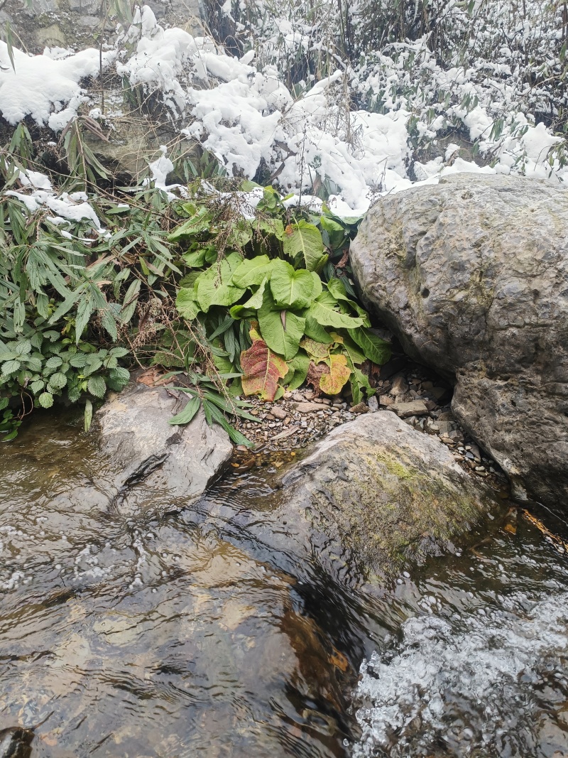 深山纯野生土大黄干货