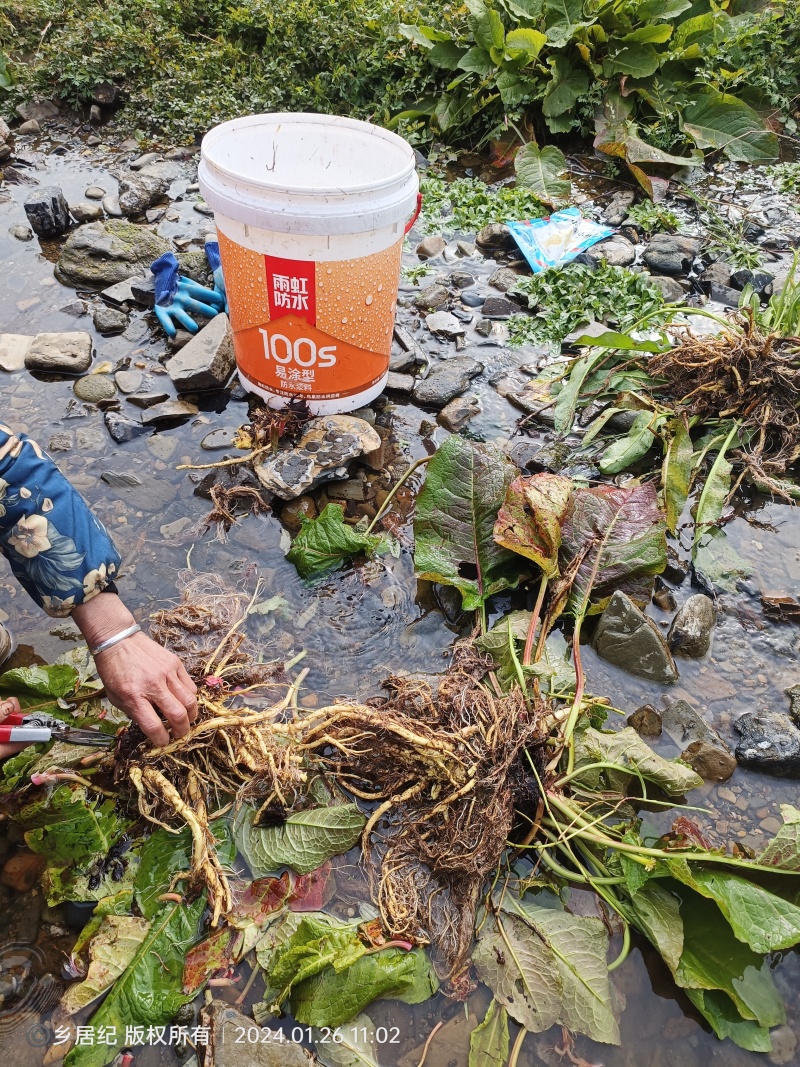 深山纯野生土大黄干货