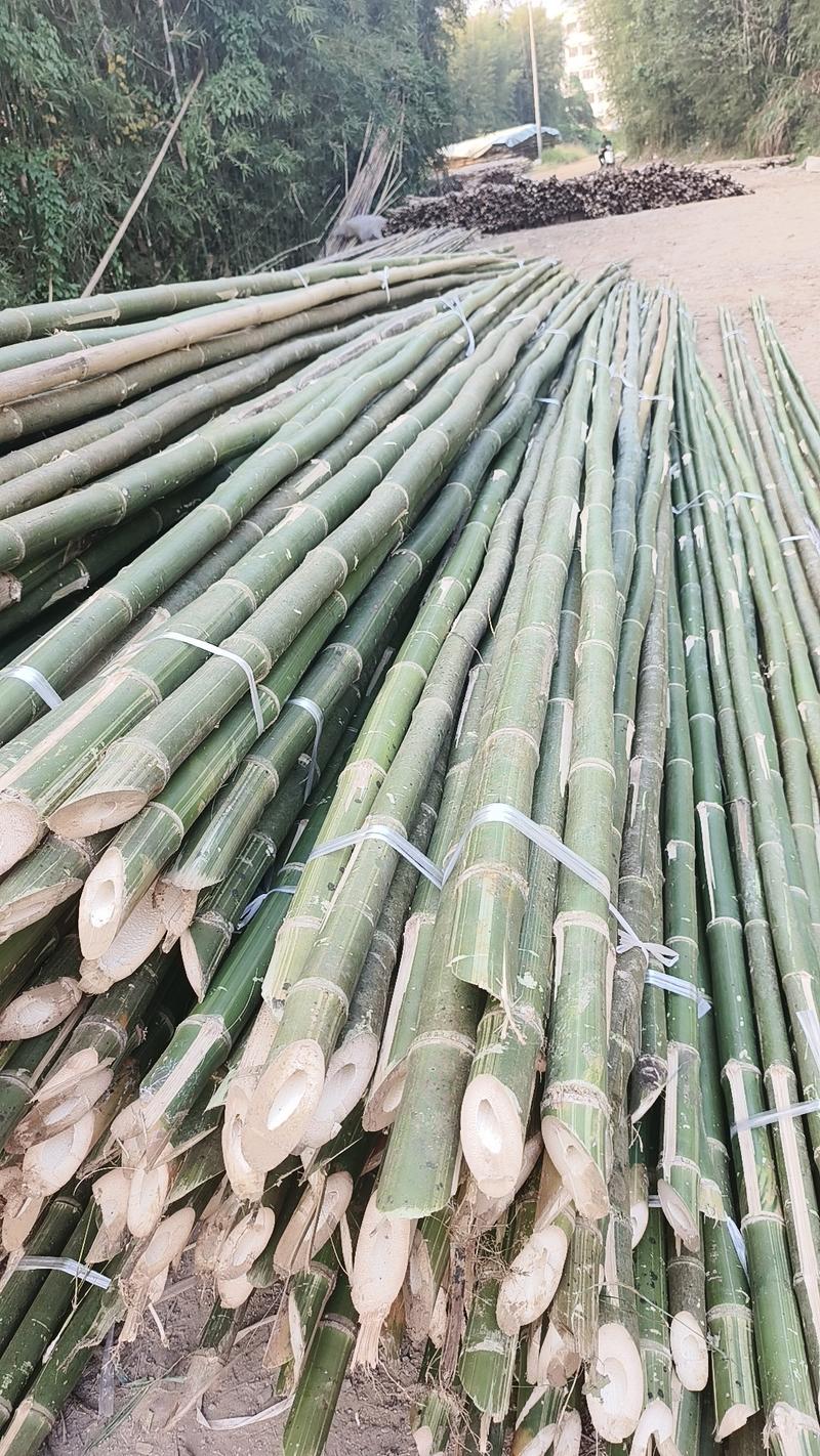 桂平篙竹8米长！