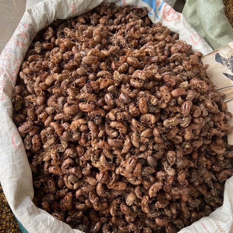 蝉脱蝉壳虫脱知了皮蝉衣爬叉壳蝉脱金蝉壳