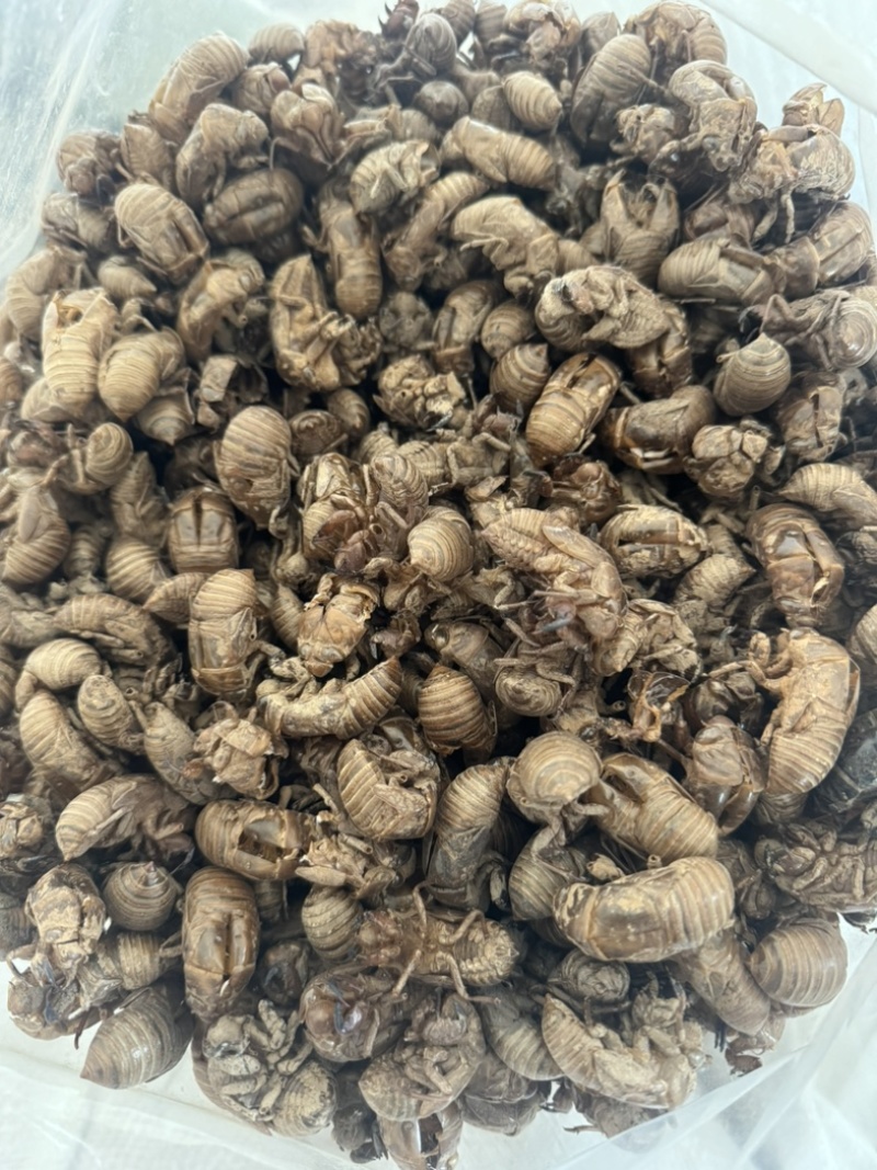 蝉脱蝉壳虫脱知了皮蝉衣爬叉壳蝉脱金蝉壳