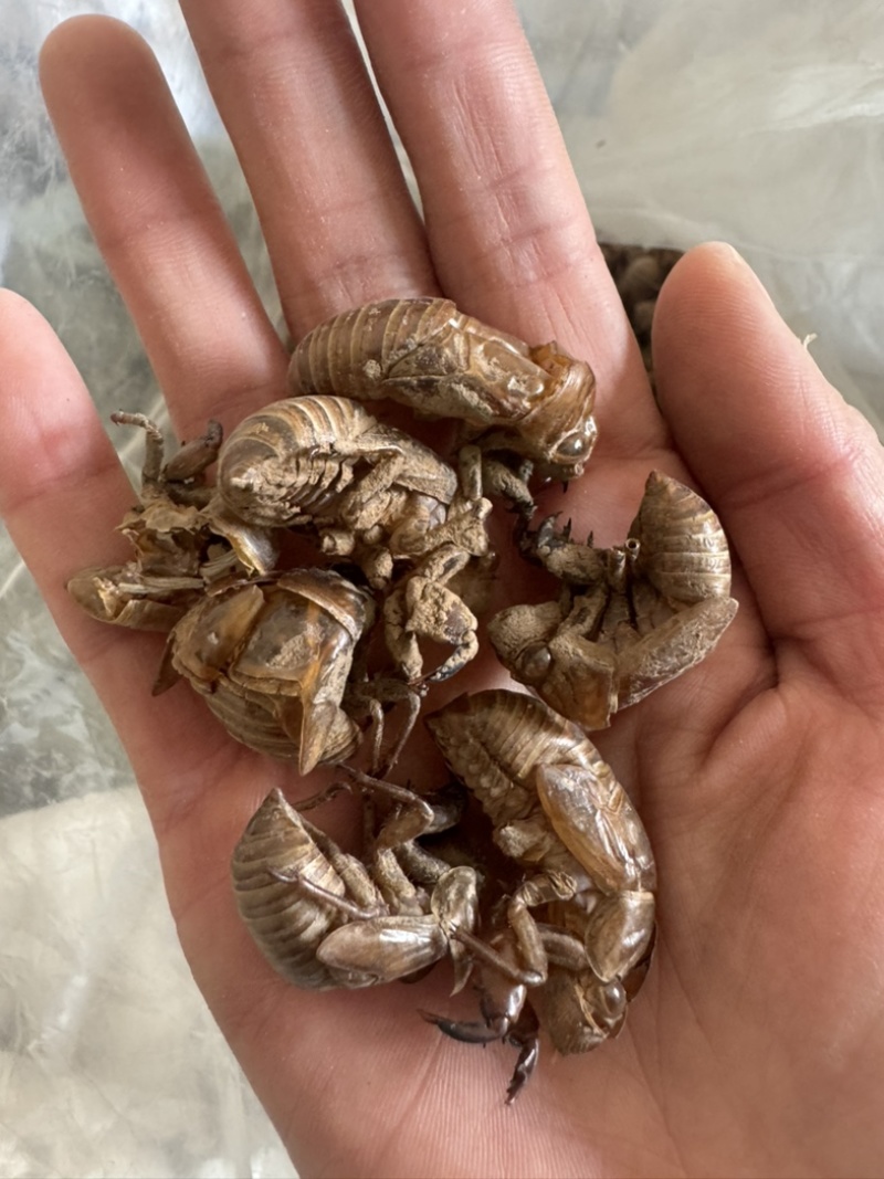 蝉脱蝉壳虫脱知了皮蝉衣爬叉壳蝉脱金蝉壳